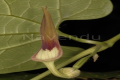 Aristolochia tagala